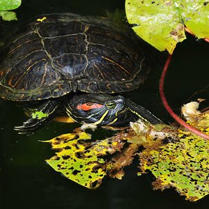 Sumpfschildkröte 10