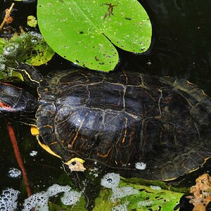 Sumpfschildkröte 08