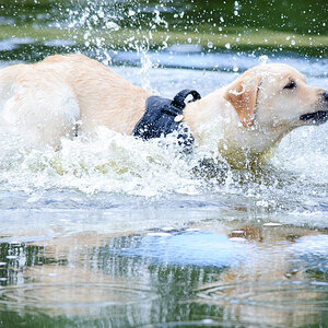 Hundestreit 01