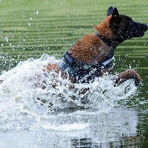 Hundestreit 02