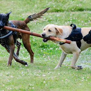 Hundestreit 05