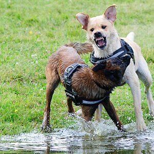 Hundestreit 07