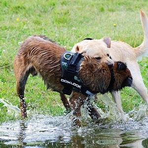 Hundestreit 08