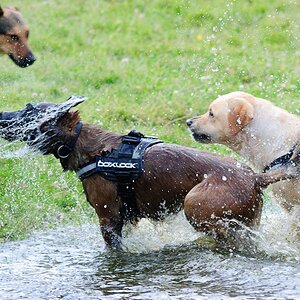 Hundestreit 12