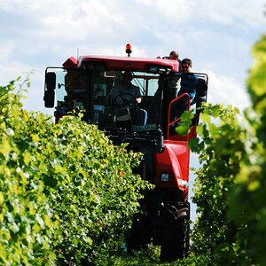 Keine Romantik mehr bei der Weinlese