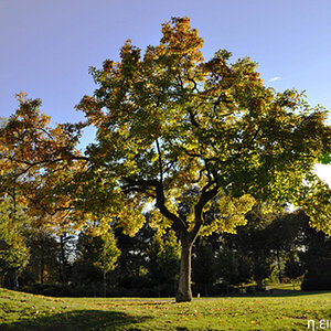 Herbst 2010 04 n.icon