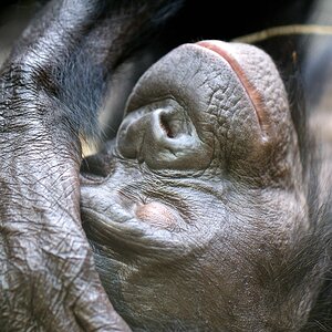 Bonobo