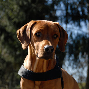 Akili März 2009