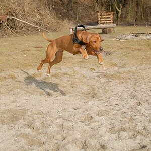 Akili Februar 2009