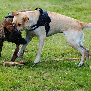 Hundestreit2 102