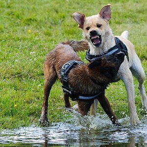 Hundestreit2 103