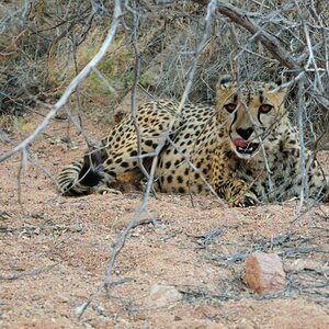 Gepard auf der Hammerstein Lodge