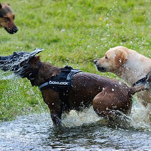 Hundestreit2 108