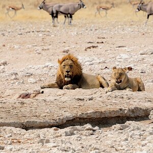 Löwenpäarchen im Etosha Park