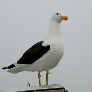 Walvis Bay, Möwe auf dem Katamaran