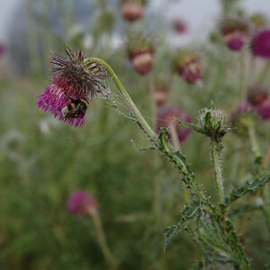 Hummel roh