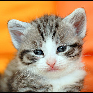 8wochen