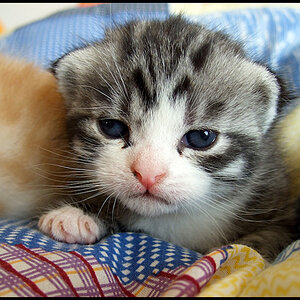 kuscheln