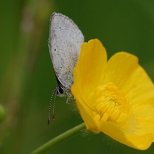 Schmetterling