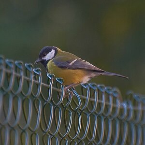 SC DSC 3675z