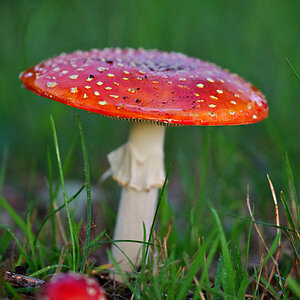 Pilze www 4 ps