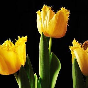 Tulpen