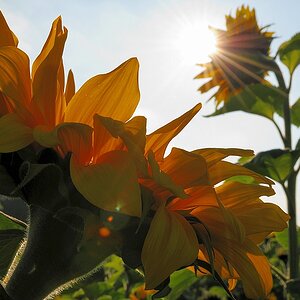 Sonnenblume1