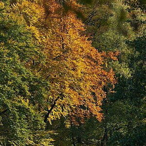 Herbst