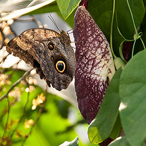 Schmetterling