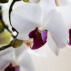 Orchidee
