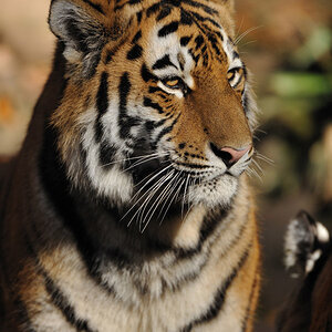 zoo17