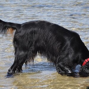 Uups... Wasser im Ohr. Macht nix, das Stöckchen find ich.