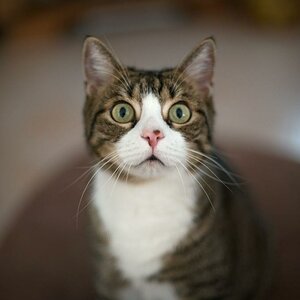 Gizmo