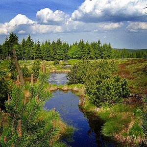 Hochmoor Zinnwald-Georgenfeld