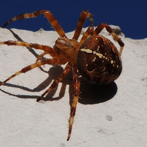 Kreuzspinne