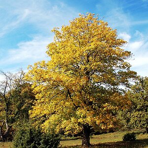 Baum