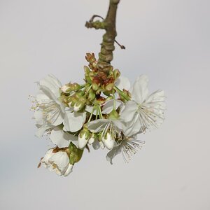 Blüte