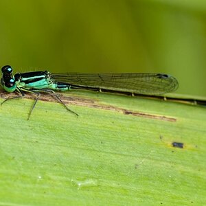 Libelle