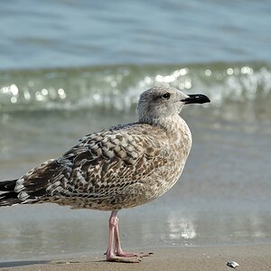 Kamera: D700
Brennweite: 300 mm
Blende: F8
Belichtungszeit: 1/320
ISO-Wert: 200
