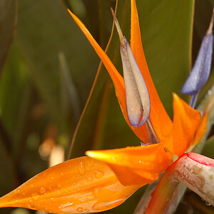Blüte 01