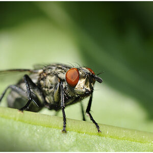 Redeyed Fly
