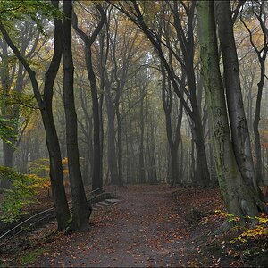 acomp nebel 0361