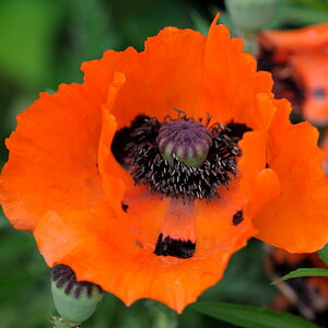 Klatschmohn