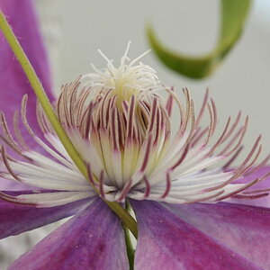 Clematis
