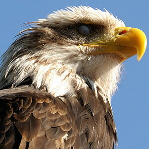 Adler