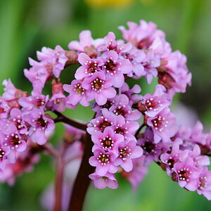 Blume