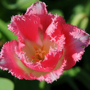 Tulpe