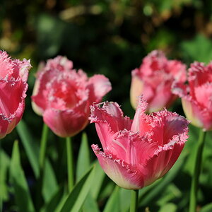 Tulpe V