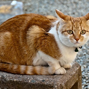 D700, 200mm, Offenblende