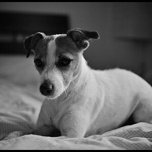 DSC 4285bwnff